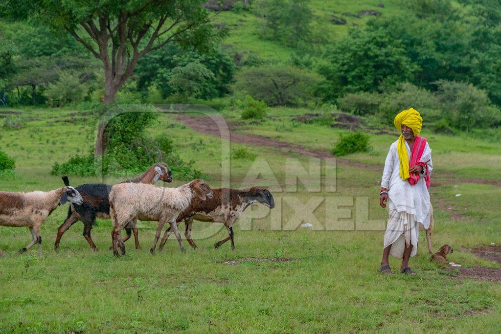 Farmer or goatherd with yellow turban and herd of Indian goats and sheep following in field in Maharashtra in India