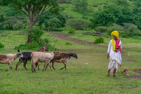 Farmer or goatherd with yellow turban and herd of Indian goats and sheep following in field in Maharashtra in India