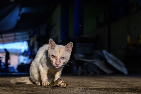 Sick Indian street kitten or stray cat at Malvan fish market in Malvan, Maharashtra, India, 2022