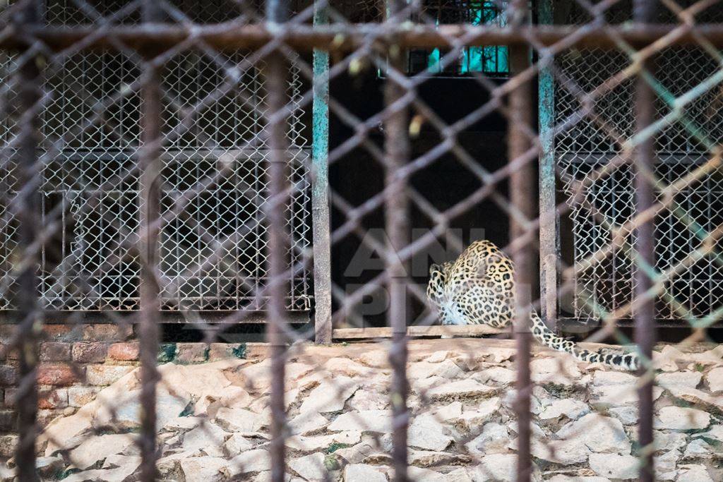 Captive leopard in a cage at Guwahati zoo in Assam