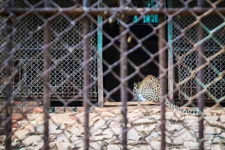 Captive leopard in a cage at Guwahati zoo in Assam