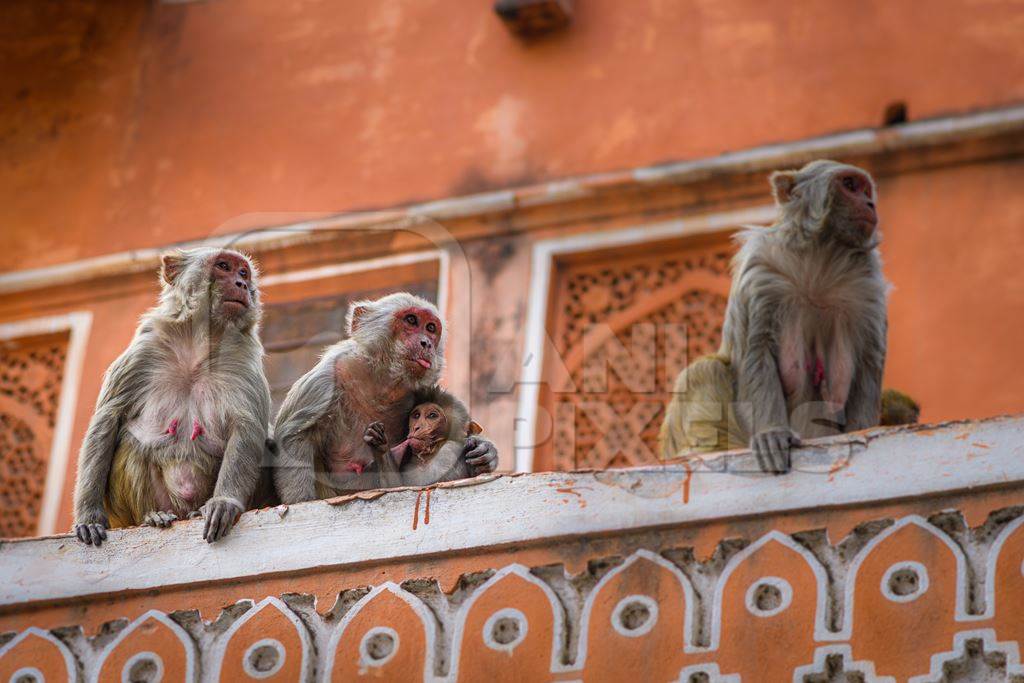 Family of Indian macaque monkeys in the urban city of Jaipur, Rajasthan, India, 2022