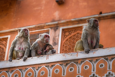 Family of Indian macaque monkeys in the urban city of Jaipur, Rajasthan, India, 2022