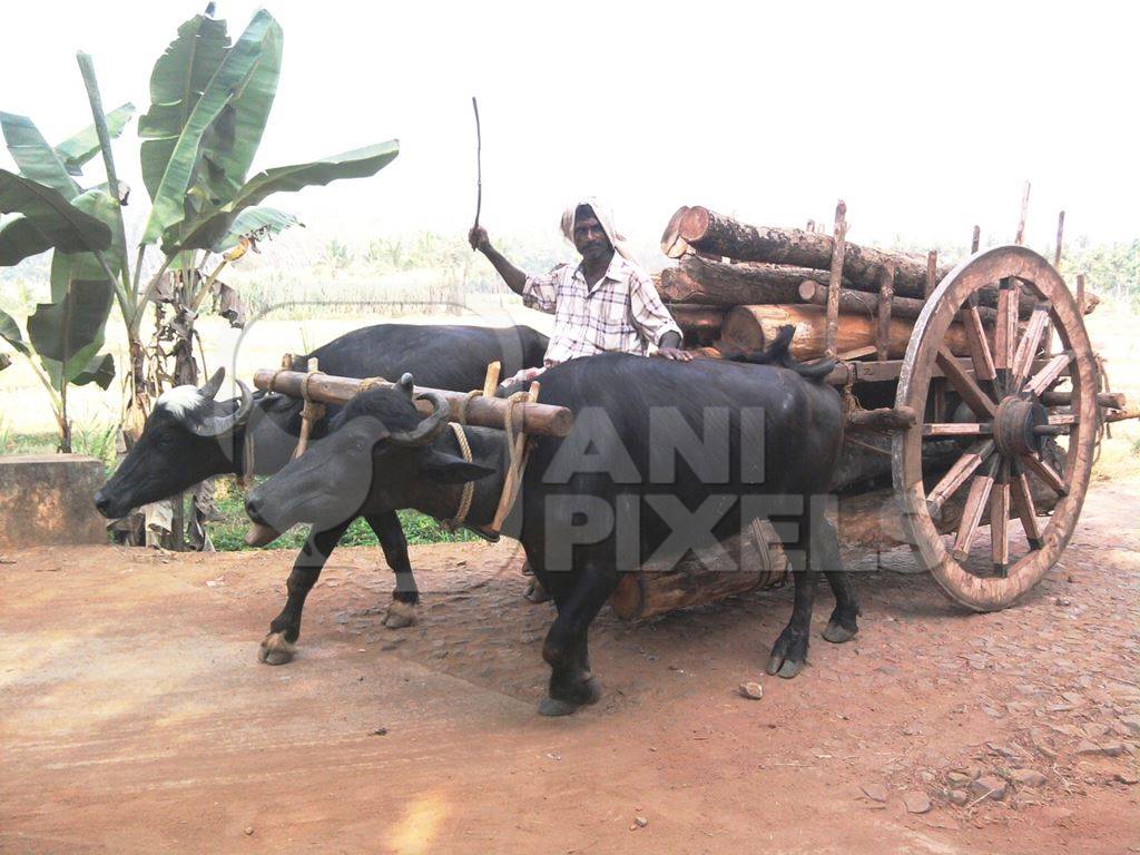 Buffaloes pulling cart with logs and farmer