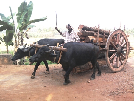 Buffaloes pulling cart with logs and farmer