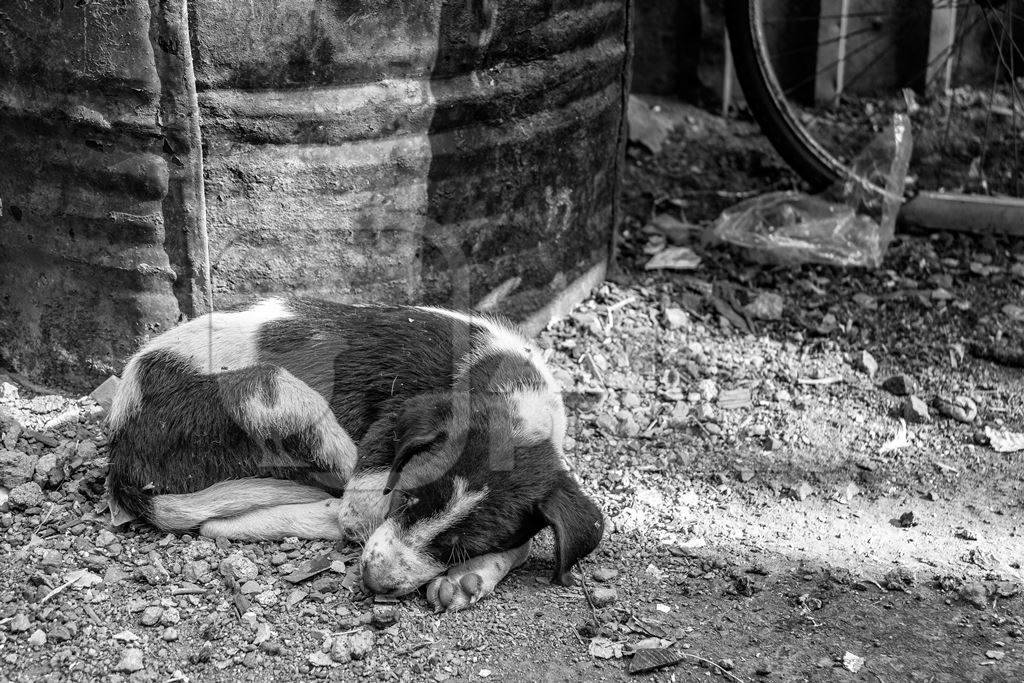 Small street puppy sleeping on the ground in an urban city in India in black and white