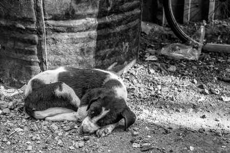 Small street puppy sleeping on the ground in an urban city in India in black and white