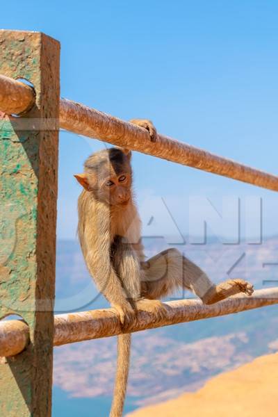 Photo of Indian macaque monkeys sitting on railings in rural Maharashtra