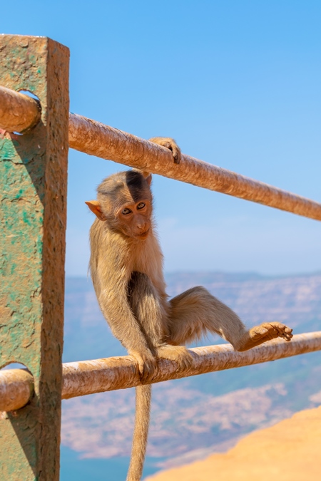 Photo of Indian macaque monkeys sitting on railings in rural Maharashtra