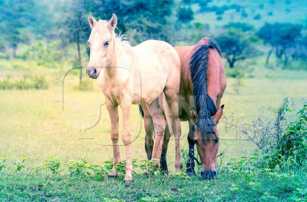 Two horses one cream one brown grazing in a green field with vegetation