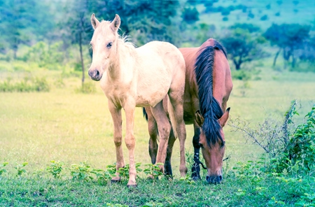Two horses one cream one brown grazing in a green field with vegetation