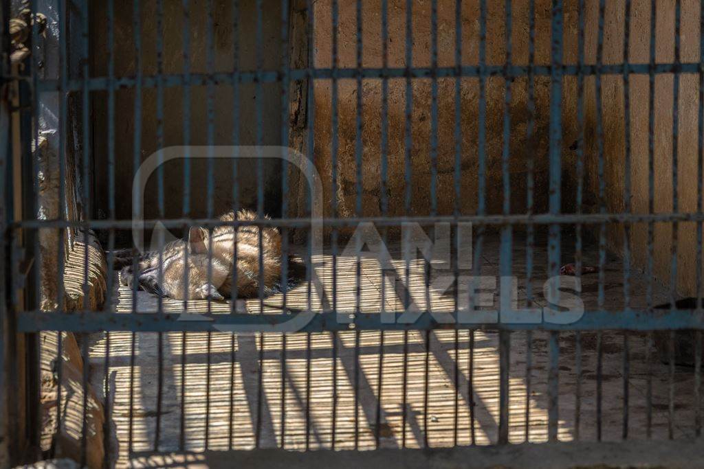 Hyena asleep in dirty cage in Byculla zoo