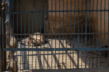 Hyena asleep in dirty cage in Byculla zoo