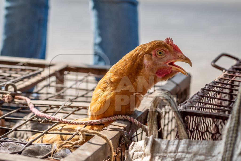 Chicken trying to escape from cage at Juna Bazaar animal market in the urban city of Pune, India