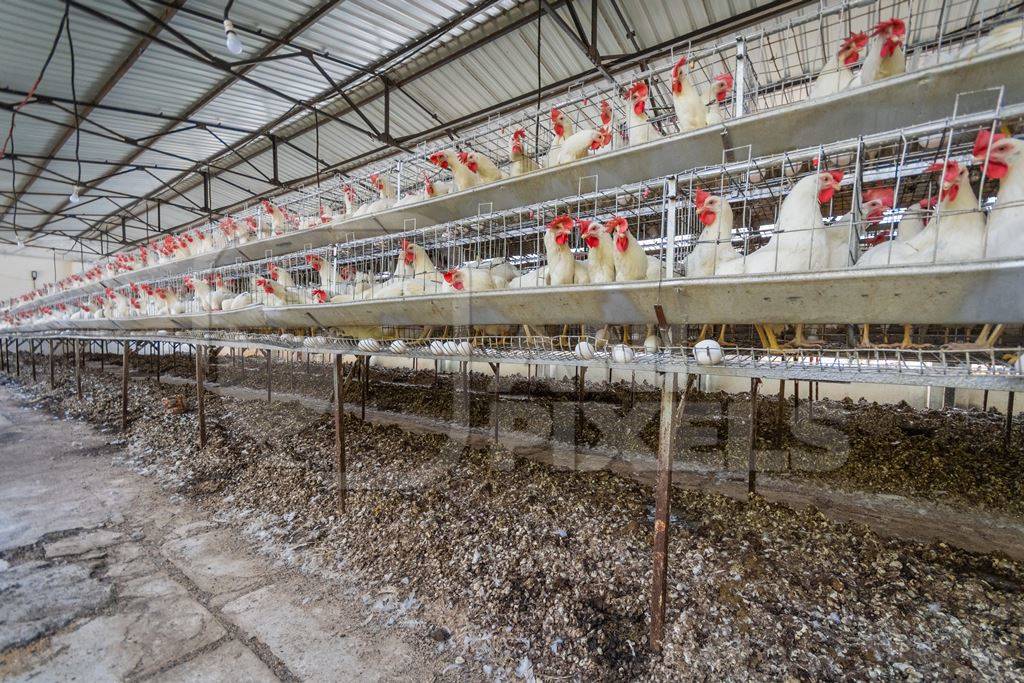 Manure pits underneath the layer hens or chickens in battery cages on a poultry layer farm or egg farm in rural Maharashtra, India, 2021