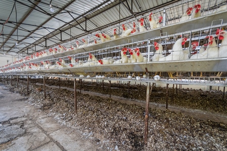 Manure pits underneath the layer hens or chickens in battery cages on a poultry layer farm or egg farm in rural Maharashtra, India, 2021