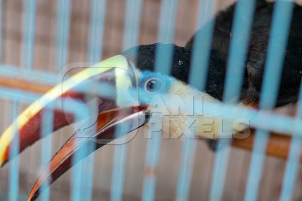 Toucan exotic bird in cage on sale at Crawford pet market in Mumbai, India