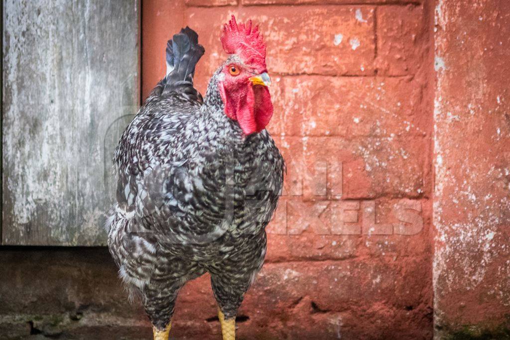 Grey cockerel with red wall background