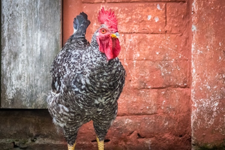 Grey cockerel with red wall background