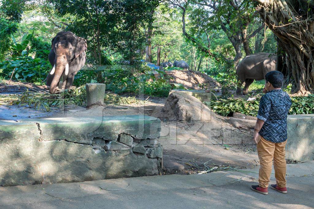 Tourist boy looking at captive elephant in chains at an elephant camp in Guruvayur in Kerala to be used for temples and religious festivals