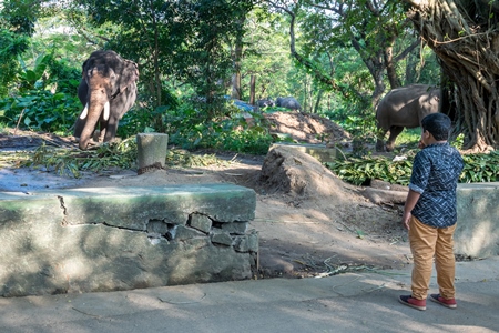 Tourist boy looking at captive elephant in chains at an elephant camp in Guruvayur in Kerala to be used for temples and religious festivals