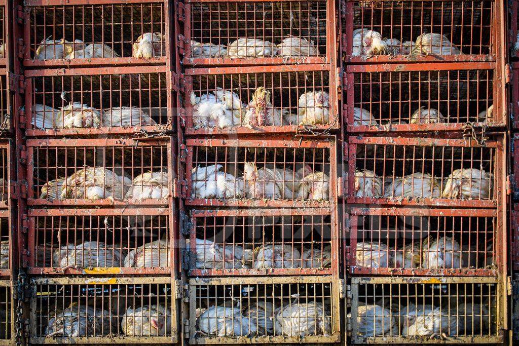 Many Indian broiler chickens in cages on large transport trucks at Ghazipur murga mandi, Ghazipur, Delhi, India, 2022