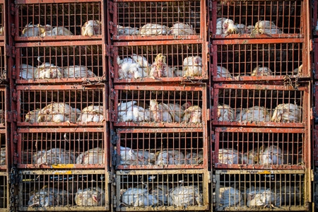 Many Indian broiler chickens in cages on large transport trucks at Ghazipur murga mandi, Ghazipur, Delhi, India, 2022