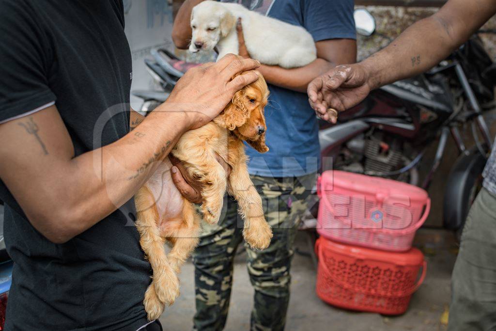 Pedigree or breed puppy dogs held up by dog sellers on the street at Galiff Street pet market, Kolkata, India, 2022