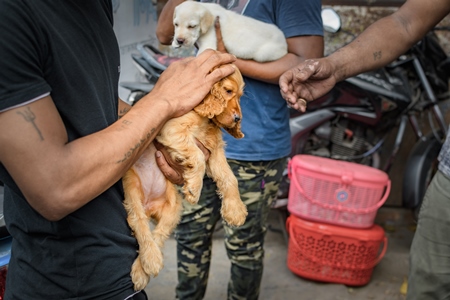 Pedigree or breed puppy dogs held up by dog sellers on the street at Galiff Street pet market, Kolkata, India, 2022