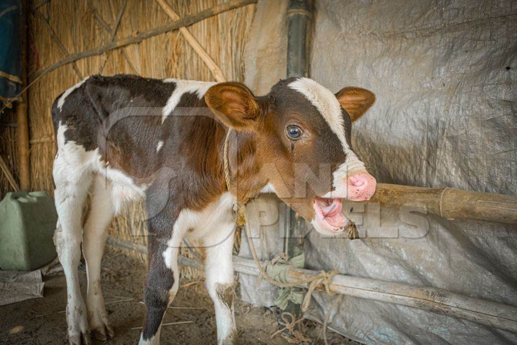 Indian dairy cow calf tied up on sale in tent at Sonepur cattle fair or mela, Bihar, India, 2017