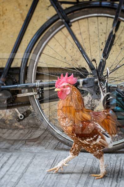 Free range cockerel or rooster walking in the street