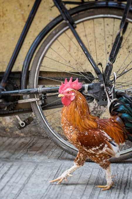 Free range cockerel or rooster walking in the street