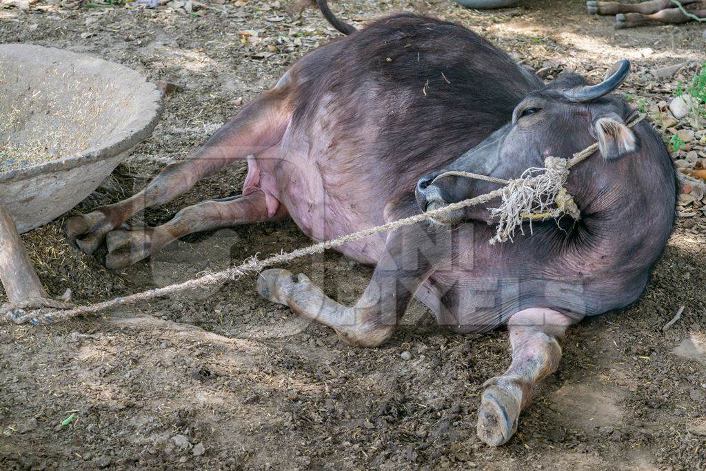 Farmed buffalo used for milk tied up lying on the ground in a rural village