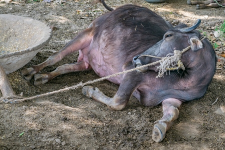 Farmed buffalo used for milk tied up lying on the ground in a rural village