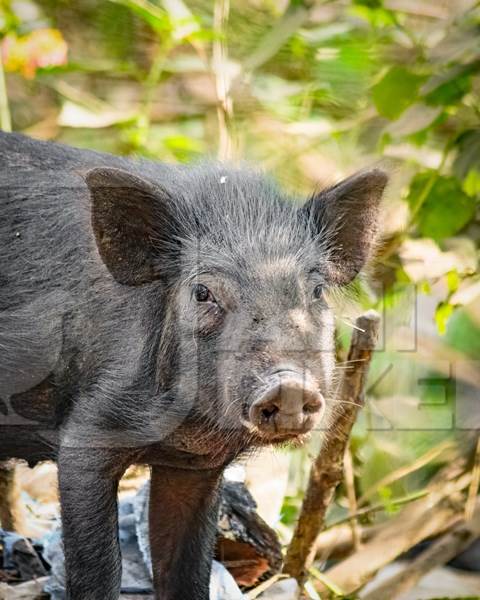 Indian feral pig on wasteland next to a garbage dump in a city in Maharashtra, India, 2022