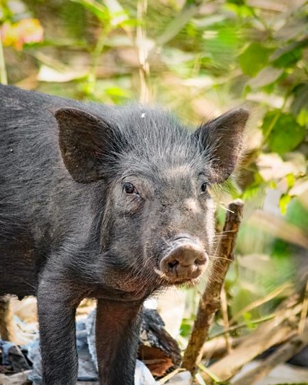 Indian feral pig on wasteland next to a garbage dump in a city in Maharashtra, India, 2022