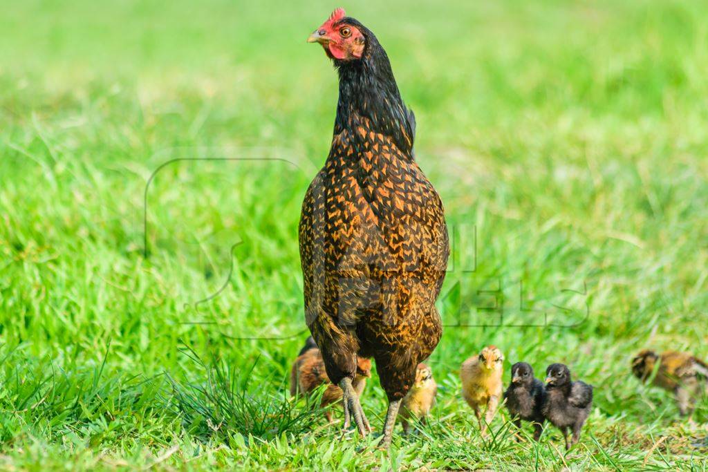 Free range mother chicken with chicks in a green field in Nagaland in Northeast India