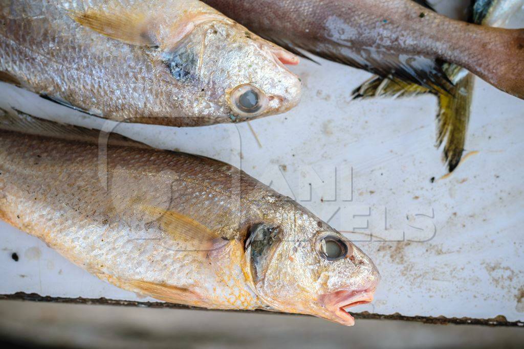 Fish on sale at a fish market at Sassoon Docks