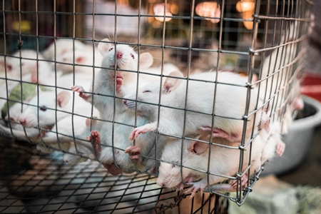 Small white mice in a cage on sale for eating at an exotic market