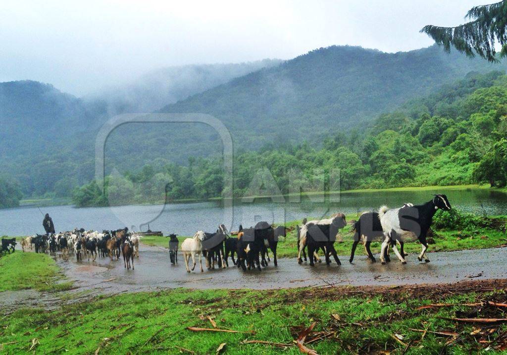 Herd of goats with green background