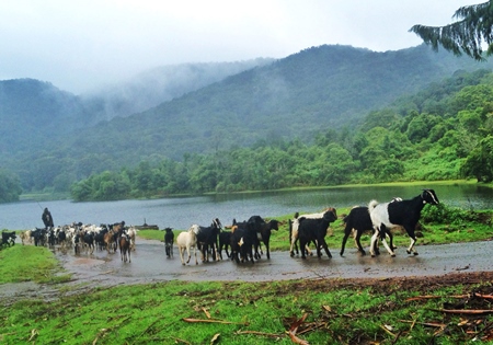 Herd of goats with green background