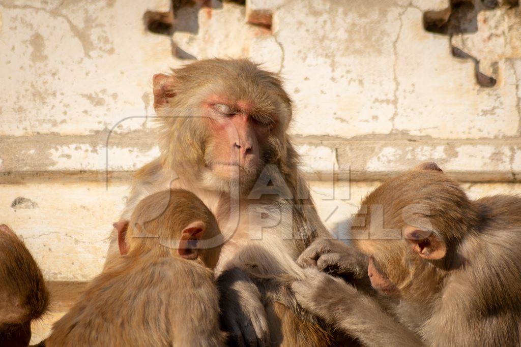 Group of Indian macaque monkeys at Galta Ji monkey temple near Jaipur in Rajasthan in India