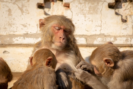 Group of Indian macaque monkeys at Galta Ji monkey temple near Jaipur in Rajasthan in India