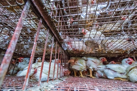 Broiler chickens raised for meat waiting to be unloaded from transport trucks near Crawford meat market in Mumbai