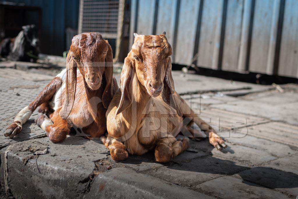 Indian baby goats on the street outside a mutton shop, Pune, India, 2022