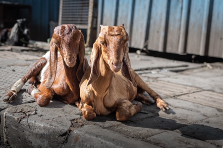 Indian baby goats on the street outside a mutton shop, Pune, India, 2022