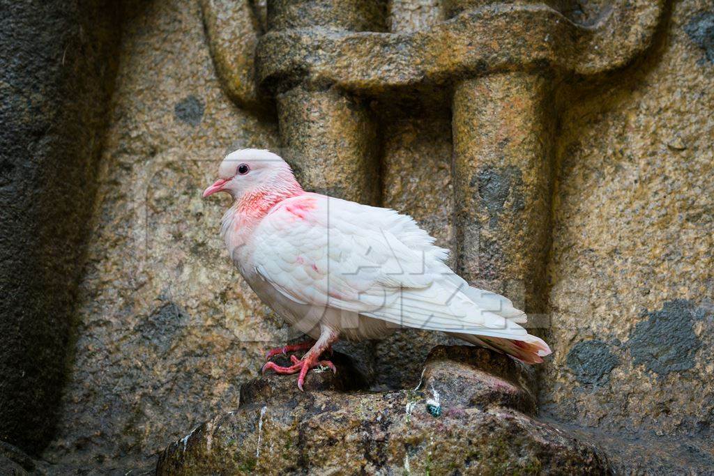 White pigeon dove at Kamakhya temple in Guwahati in Assam