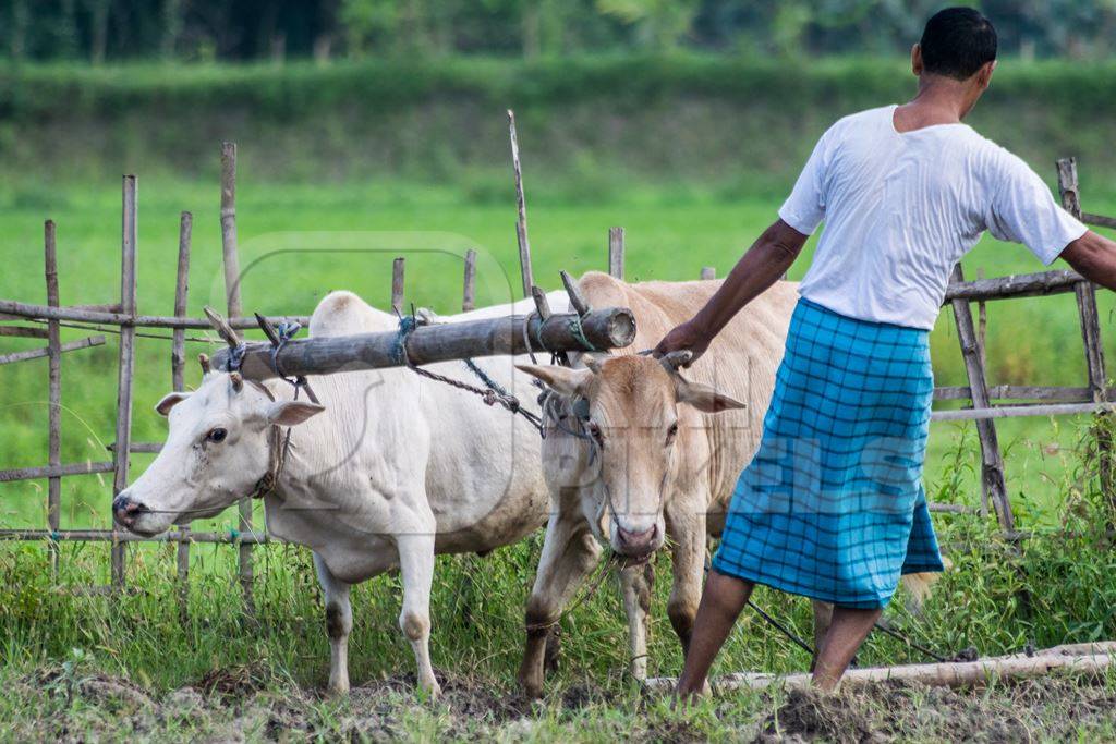 Two working bullocks in harness pulling plough in green field