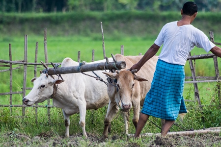 Two working bullocks in harness pulling plough in green field