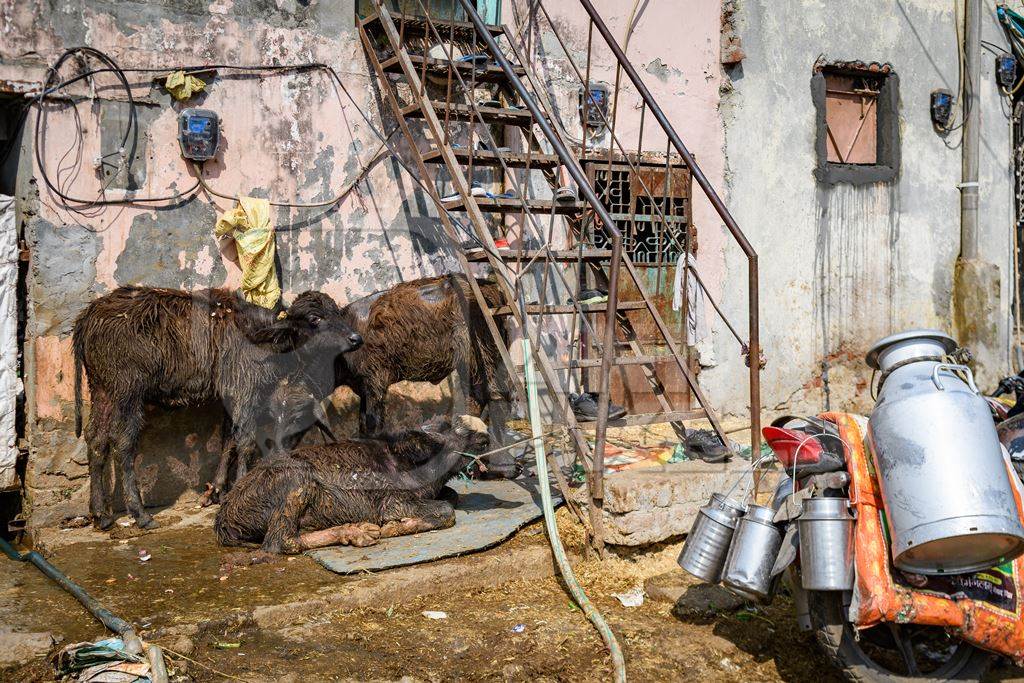 Indian baby buffalo calves tied up in the street outside a small urban tabela, Ghazipur Dairy Farm, Delhi, India, 2022